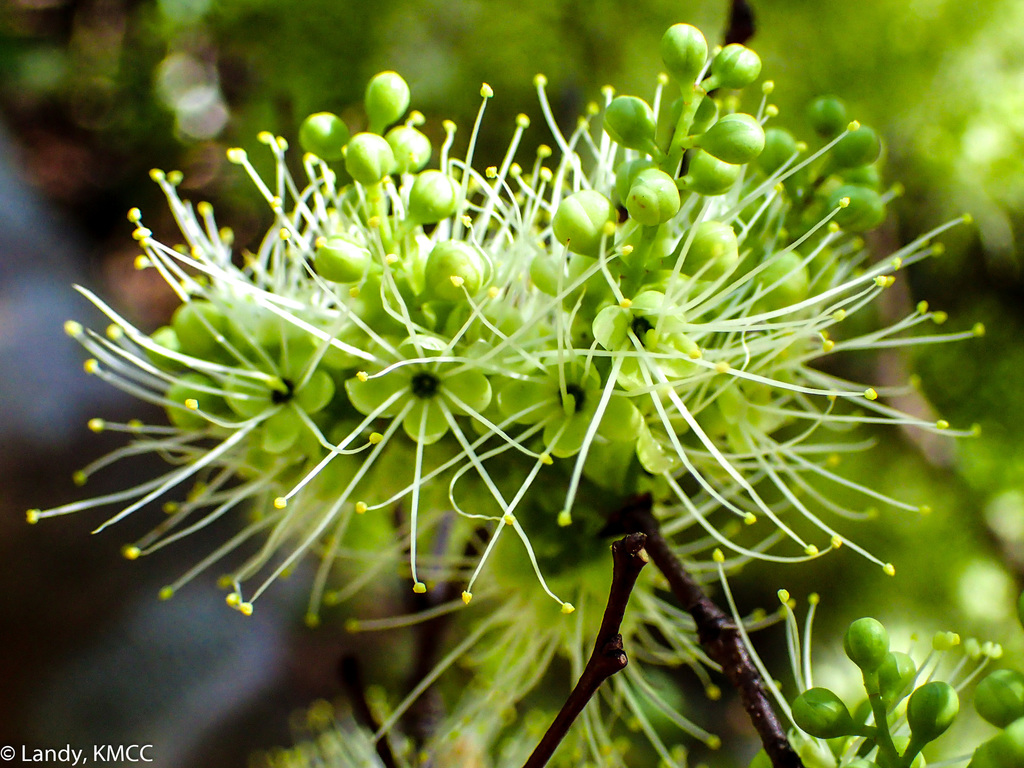 Neoapaloxylon