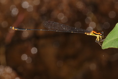 Protoneura woytkowskii