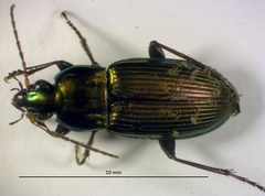 Poecilus chalcites