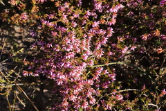 Erica dispar