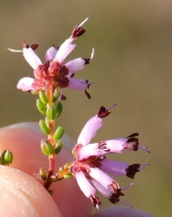 Erica dispar