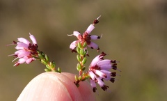 Erica dispar