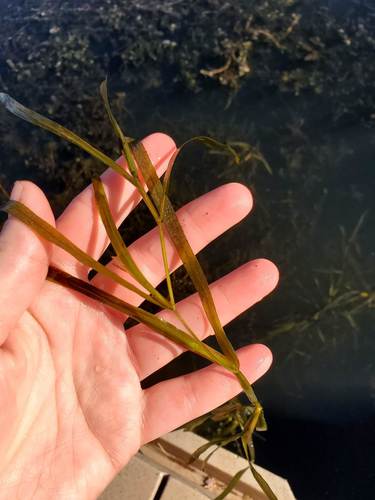 Flatstem pondweed (Potamogeton zosteriformis)
