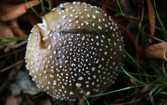 Amanita pantherina