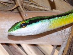 Leptophis diplotropis