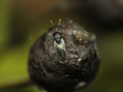 Lyrcus