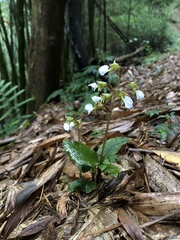 Odontochilus brevistylis