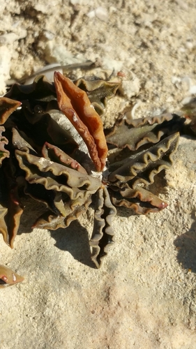 Euphorbia cap-saintemariensis image