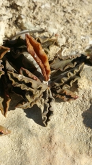 Euphorbia cap-saintemariensis