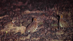 Scleroptila levaillantii