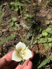 Calochortus subalpinus