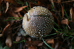 Amanita pantherina
