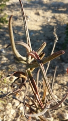 Aloe antandroi