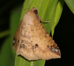 Ericeia inangulata