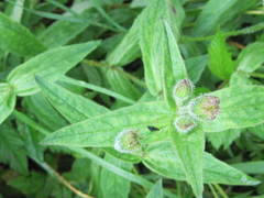 Arnica lanceolata prima