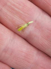 Arnica lanceolata prima