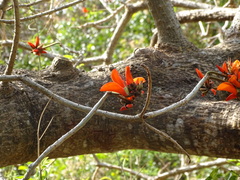 Erythrina latissima