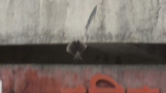 Rhipidura albogularis