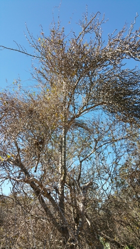 Decarya madagascariensis image