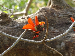 Erythrina latissima