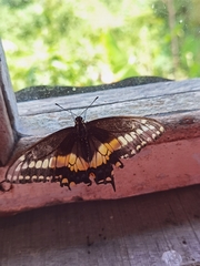 Papilio polyxenes stabilis