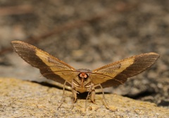 Serratophyga subangulata