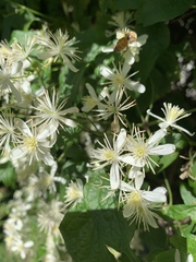 Clematis apiifolia