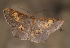 Serratophyga subangulata