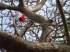 Erythrina latissima