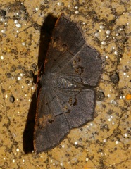 Serratophyga subangulata