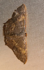 Serratophyga subangulata