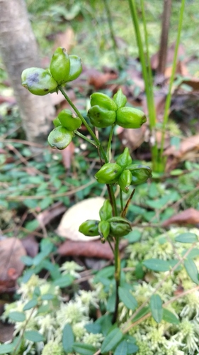 Scheuchzeria palustris iNat (1)