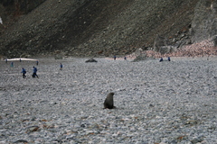 Arctocephalus gazella