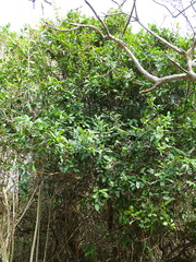 Ochnaceae