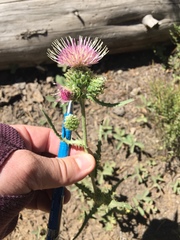 Cirsium remotifolium