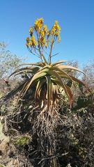 Aloe vaombe image