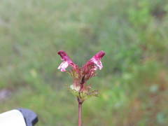 Pedicularis parviflora