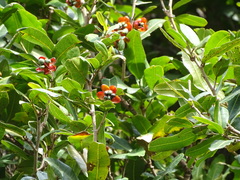 Ochnaceae