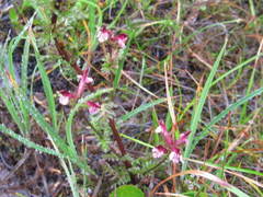 Pedicularis parviflora