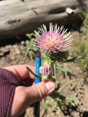 Cirsium remotifolium
