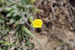 Crassothonna capensis