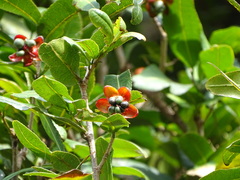 Ochnaceae