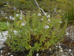 Veronica fruticulosa