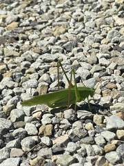 Scudderia curvicauda