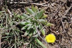 Crassothonna capensis