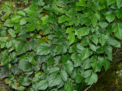 Image of Astilbe macroflora by (c) Jacy Chen, some rights reserved (CC BY)
