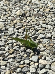 Scudderia curvicauda