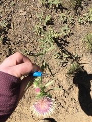 Cirsium remotifolium