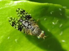Tephritis nigricauda