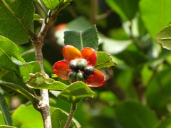 Ochnaceae